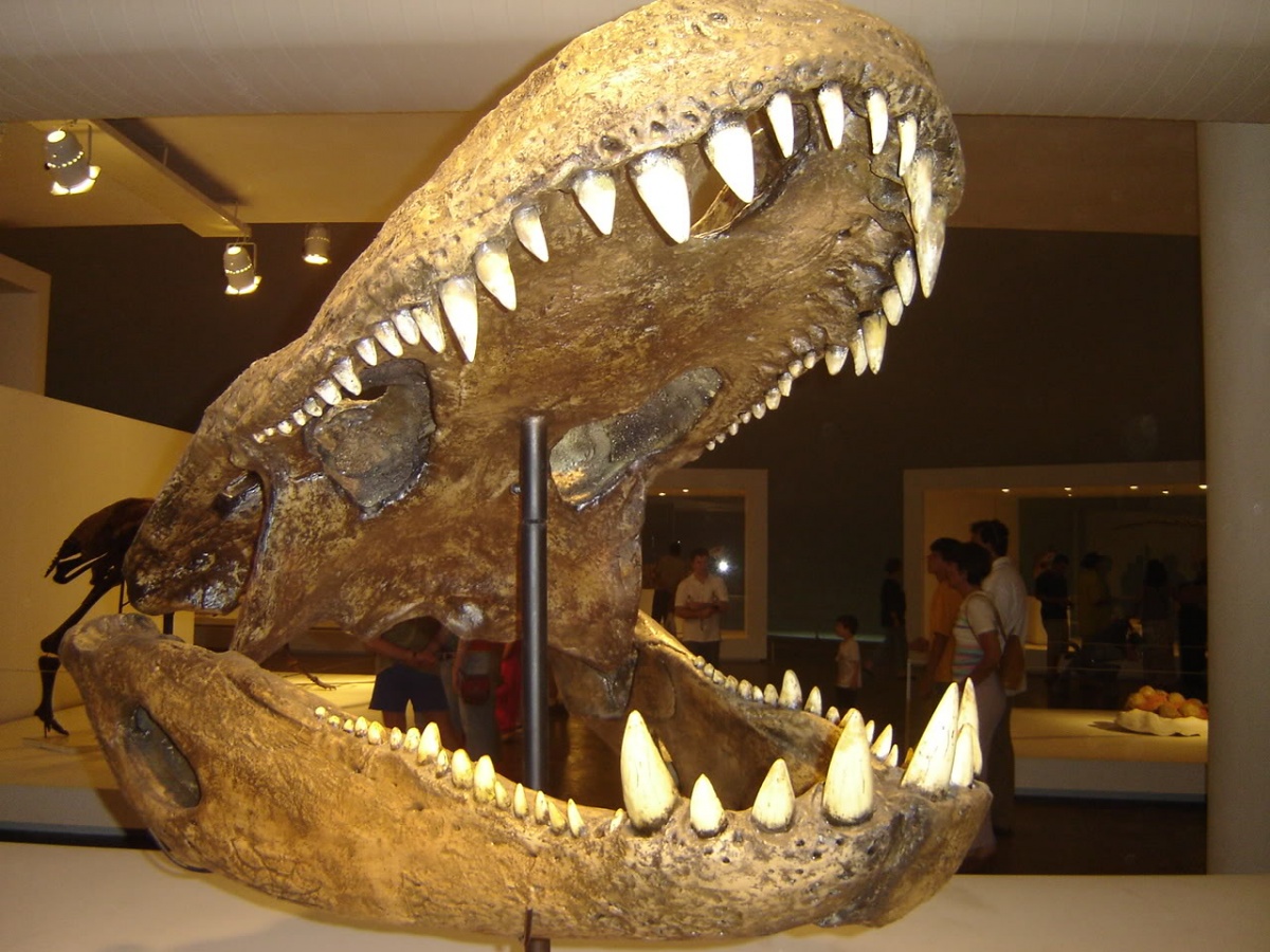 A 3-ton fossil crocodile found in Venezuela