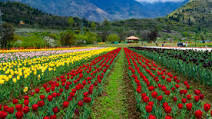 Tulip garden.jpg