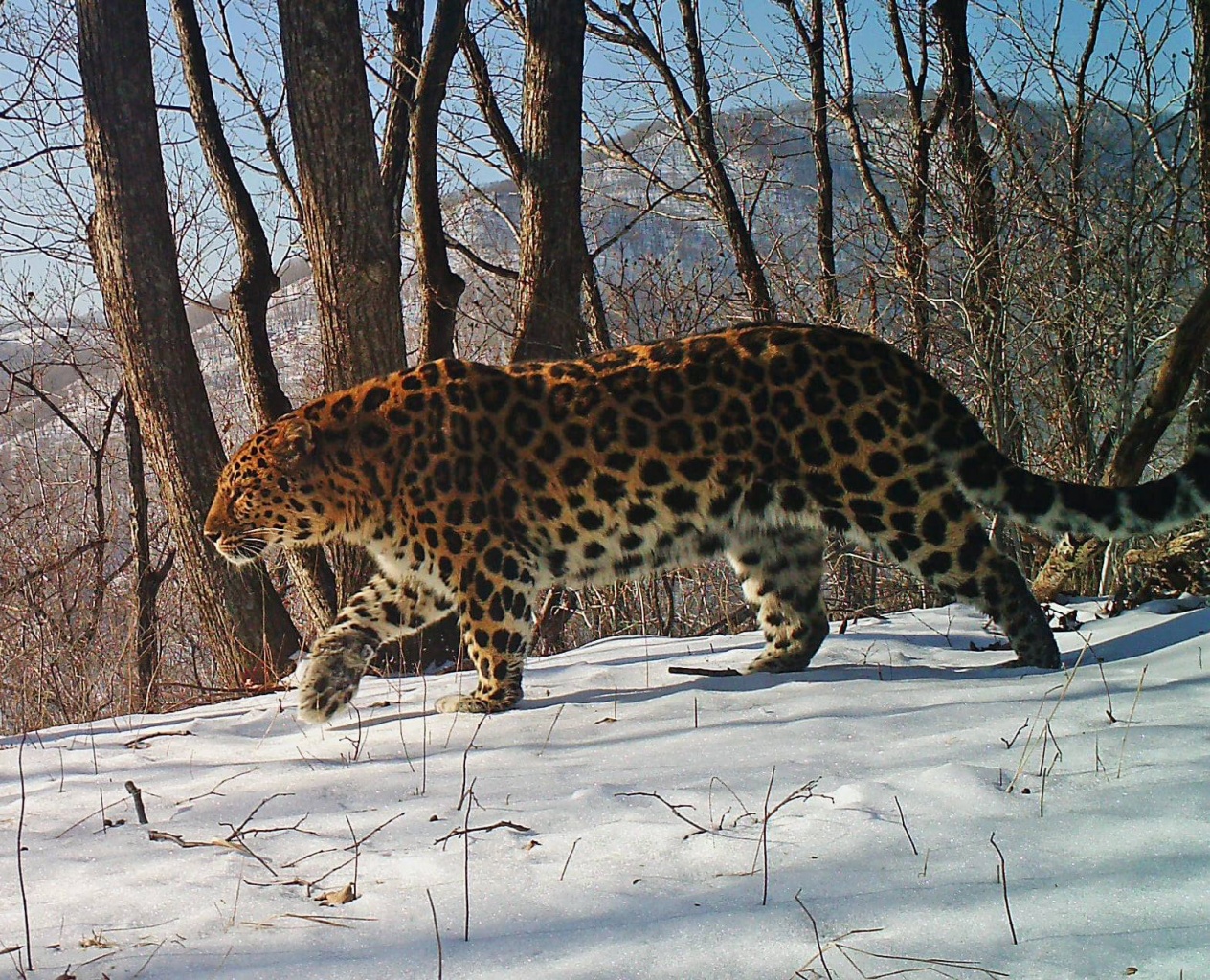 Дальневосточный леопард рост и вес