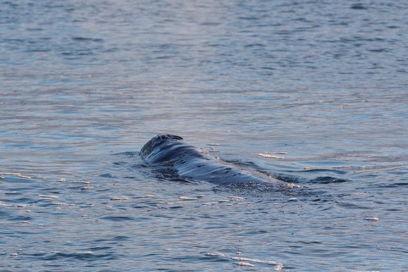 серый кит фото Игорь Бобырь-2.jpg