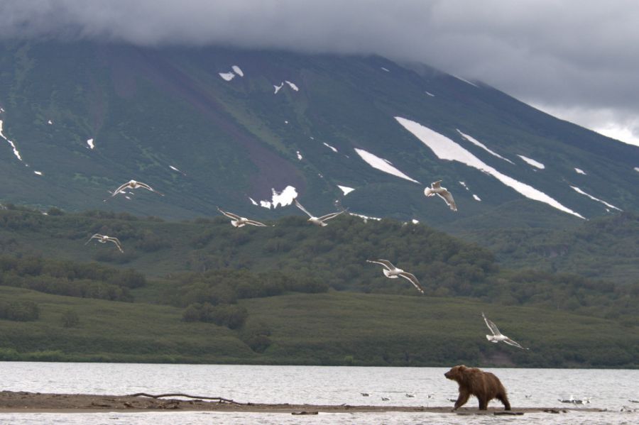 Озеро Курильское медведь.jpg