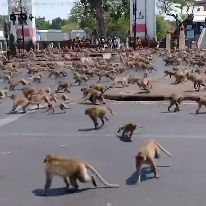 Thailand Hungry monkeys fight for food.jpg