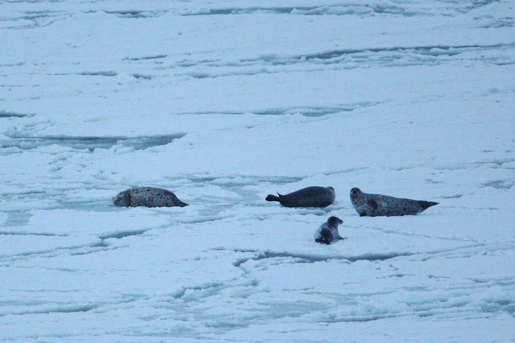тюлени на свежем льду в бухте Эммафото Игорь Бобырь.JPG