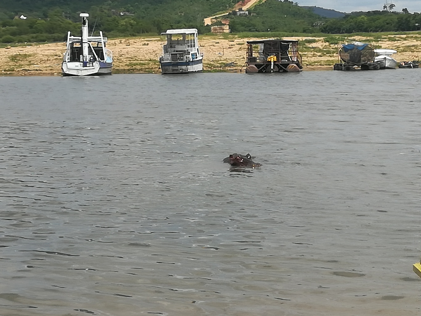Pic_7_of_Hippo_partially_submerged_in_water_near_fishermen_boats[1].jpeg